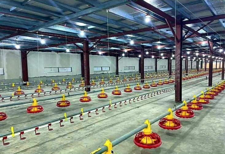 99,000-Bird Poultry Farm for Sale in Gerona, Tarlac