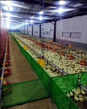 99,000-Bird Poultry Farm for Sale in Gerona, Tarlac