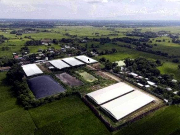Operational Piggery for Sale in Mapandan, Pangasinan