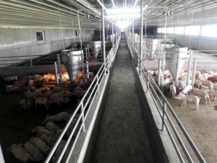 Operational Piggery for Sale in Mapandan, Pangasinan