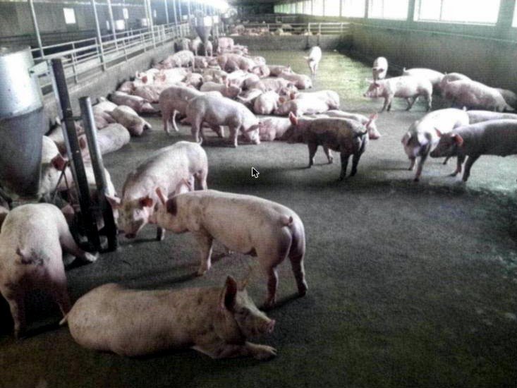 Operational Piggery for Sale in Mapandan, Pangasinan