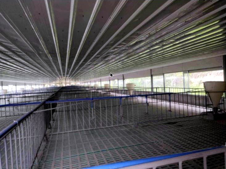 Operational Piggery for Sale in Mapandan, Pangasinan