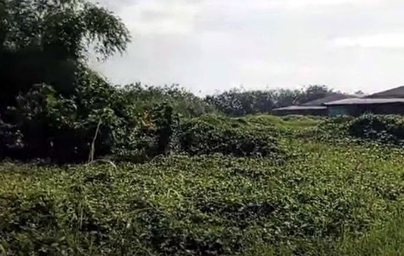 Poultry Farm for Sale in Concepcion, Tarlac | 2.8 Hectares