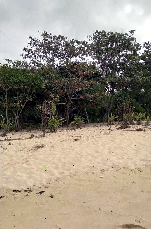Beachfront Lot for Sale Between Patar, Bolinao and Bani, Pangasinan | 2 Hectares
