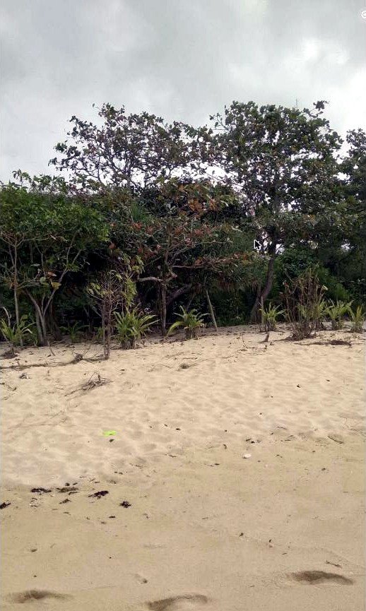 pangasinan-beachfront-lot-for-sale-patar-bolinao-bani-treeline-sand Beachfront Lot for Sale Between Patar, Bolinao and Bani, Pangasinan | 2 Hectares