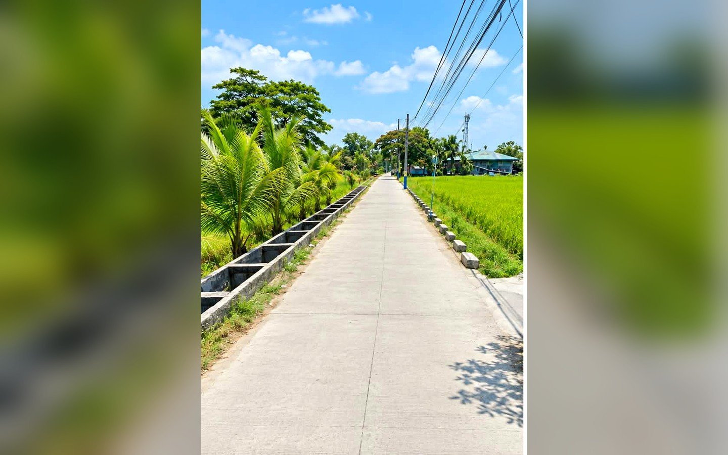concrete-access-road-rice-field-calantipay-baliwag-bulacan-1 Rice Field Lot for Sale in Calantipay, Baliwag, Bulacan | 27,206 sqm (2.7 Hectares)