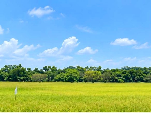 Rice Field Lot for Sale in Calantipay, Baliwag, Bulacan | 27,206 sqm (2.7 Hectares)