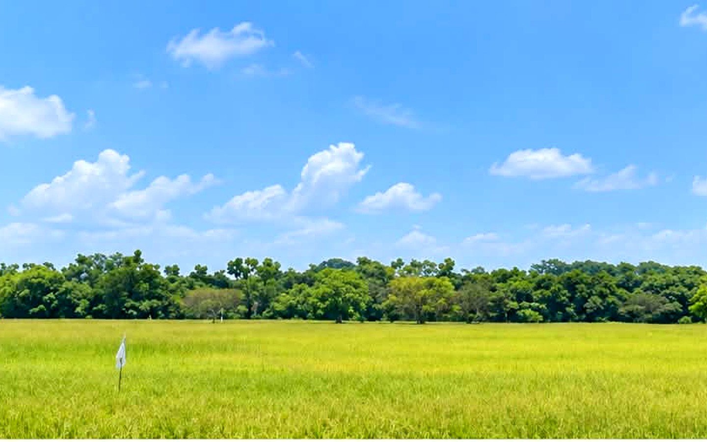 rice-field-lot-for-sale-calantipay-baliwag-bulacan-view-1 Rice Field Lot for Sale in Calantipay, Baliwag, Bulacan | 27,206 sqm (2.7 Hectares)