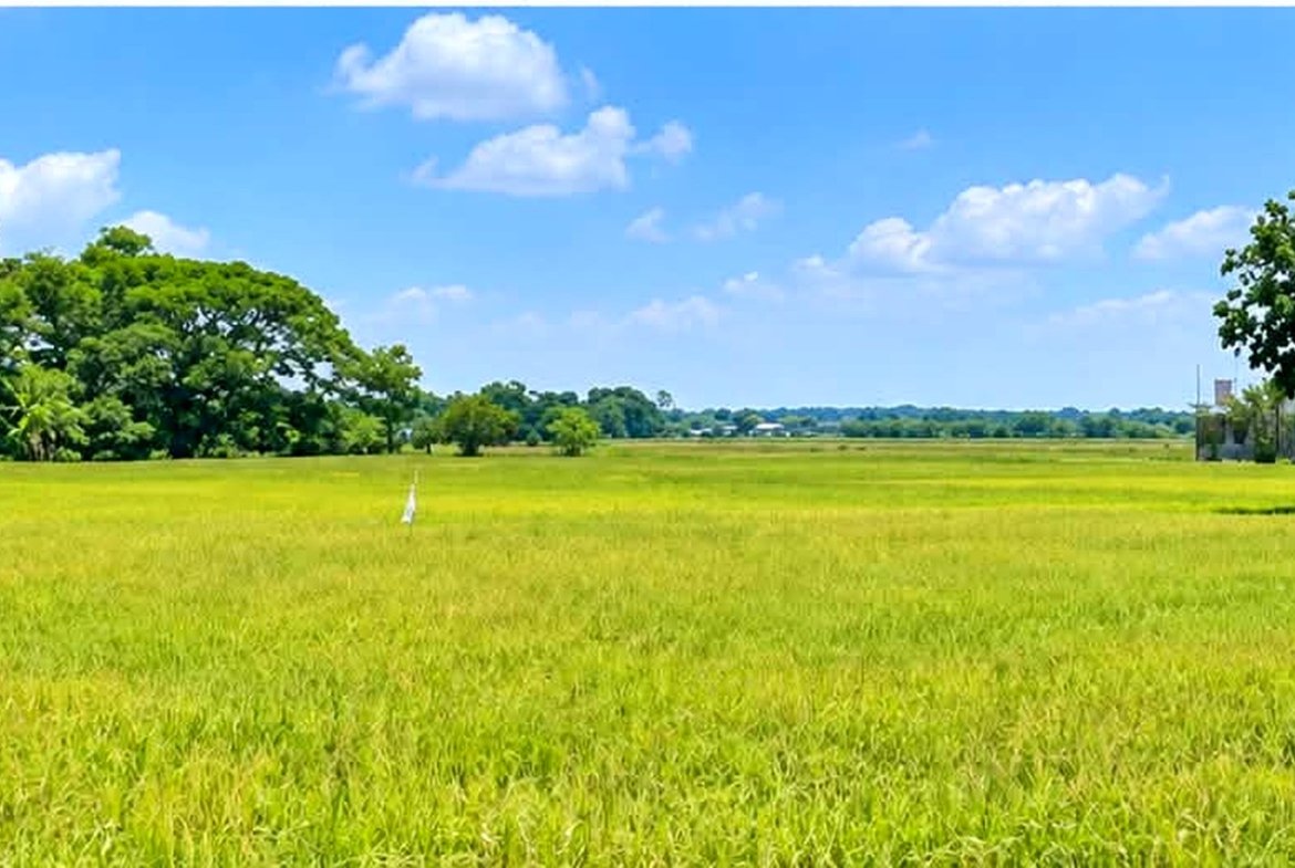Rice Field Lot for Sale in Calantipay, Baliwag, Bulacan | 27,206 sqm (2.7 Hectares)
