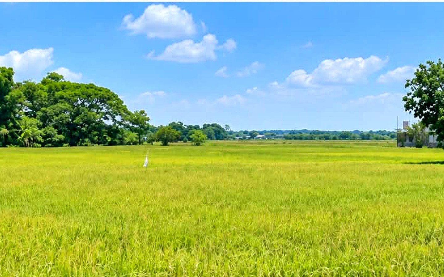 rice-field-lot-for-sale-calantipay-baliwag-bulacan-view-2 Rice Field Lot for Sale in Calantipay, Baliwag, Bulacan | 27,206 sqm (2.7 Hectares)
